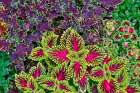 USA, Washington State, Sammamish. Coleus in planters in garden Art Print